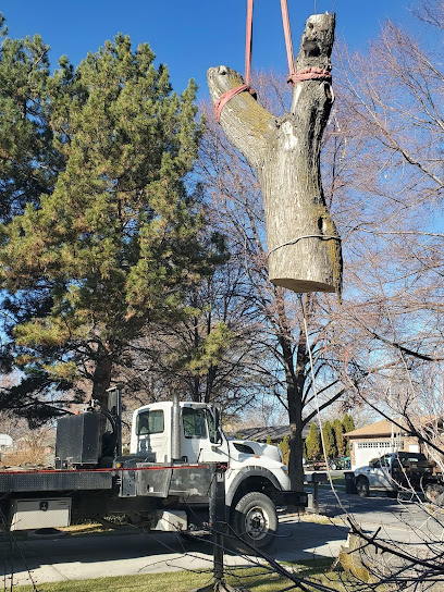 Professional arborist climbing a massive oak tree at golden hour